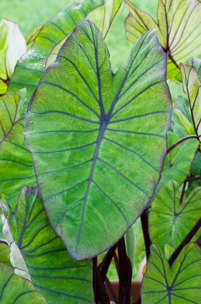 taro 'Blue Hawaii'