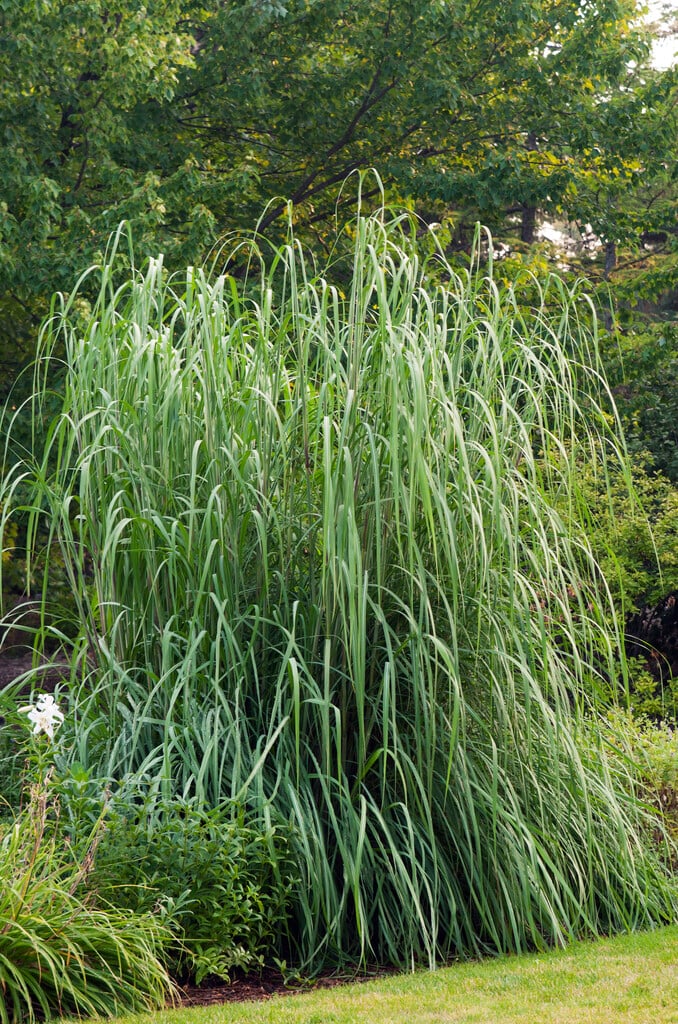 giant woolly-beard grass