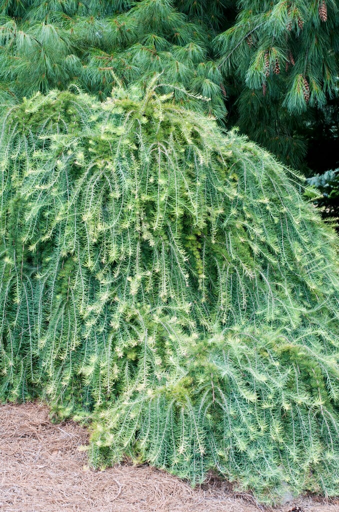 <i>Larix</i> <i>kaempferi</i> 'Pendula'