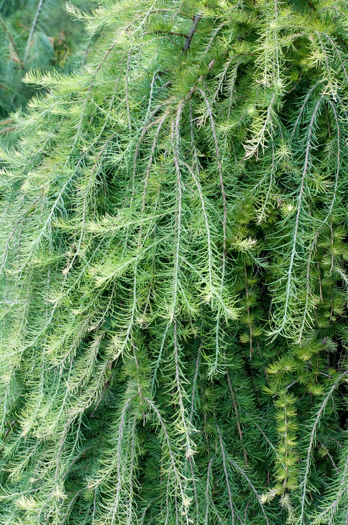 <i>Larix</i> <i>kaempferi</i> 'Pendula'