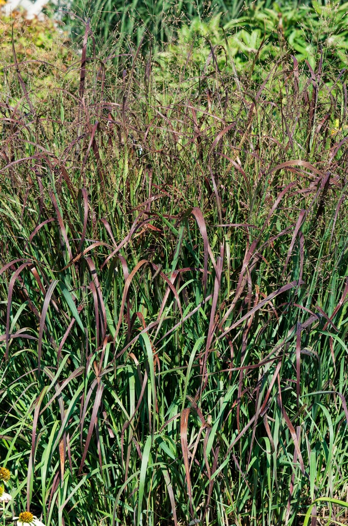 <i>Panicum</i> <i>virgatum</i> 'Prairie Fire'