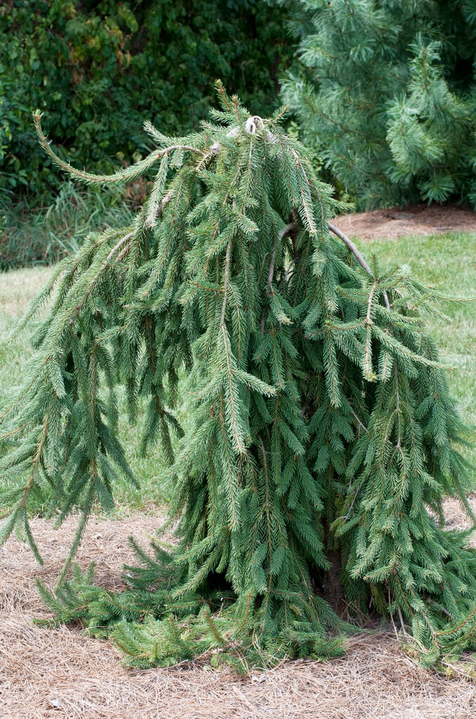 Norway spruce 'Frohburg'