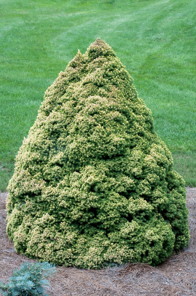 white spruce 'Rainbow's End'