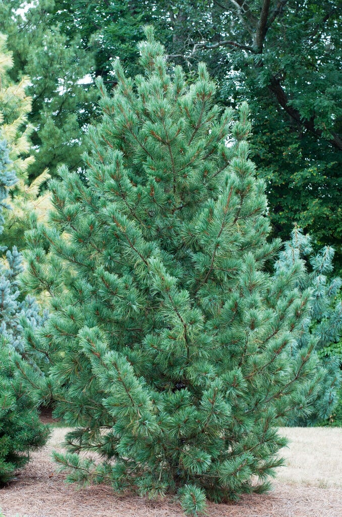 <i>Pinus</i> <i>cembra</i> Glauca Group