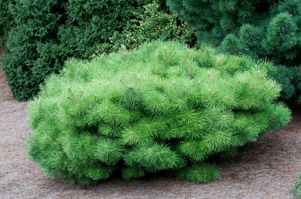 pine 'Jane Kluis'