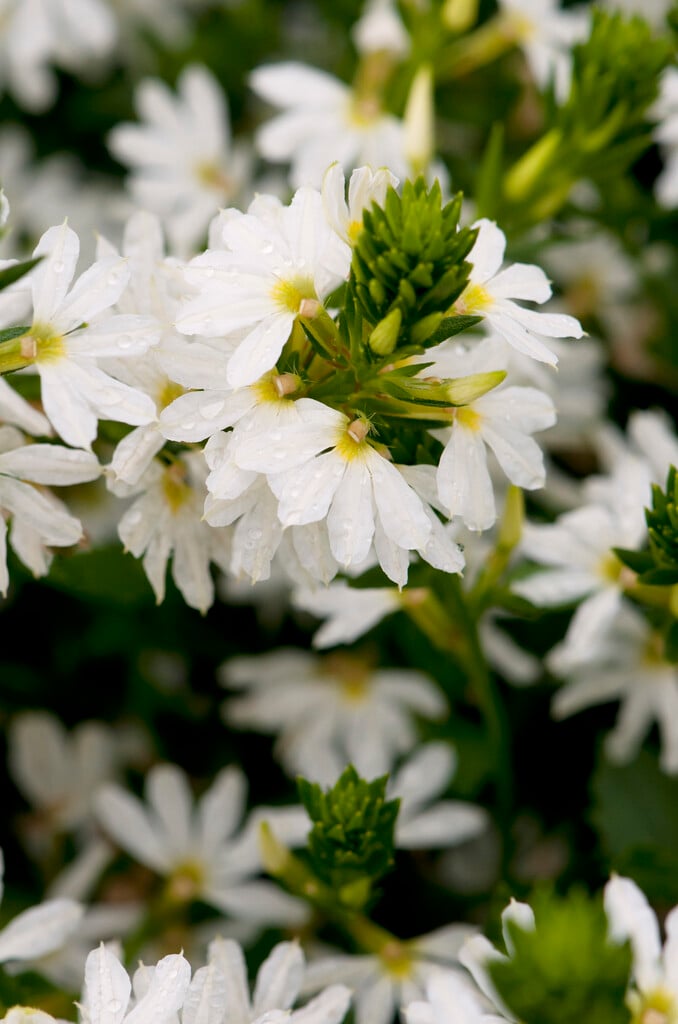 <i>Scaevola</i> <i>aemula</i> [<span style="font-variant: small-caps;">Whirlwind White</span>] ('Scawihatis')