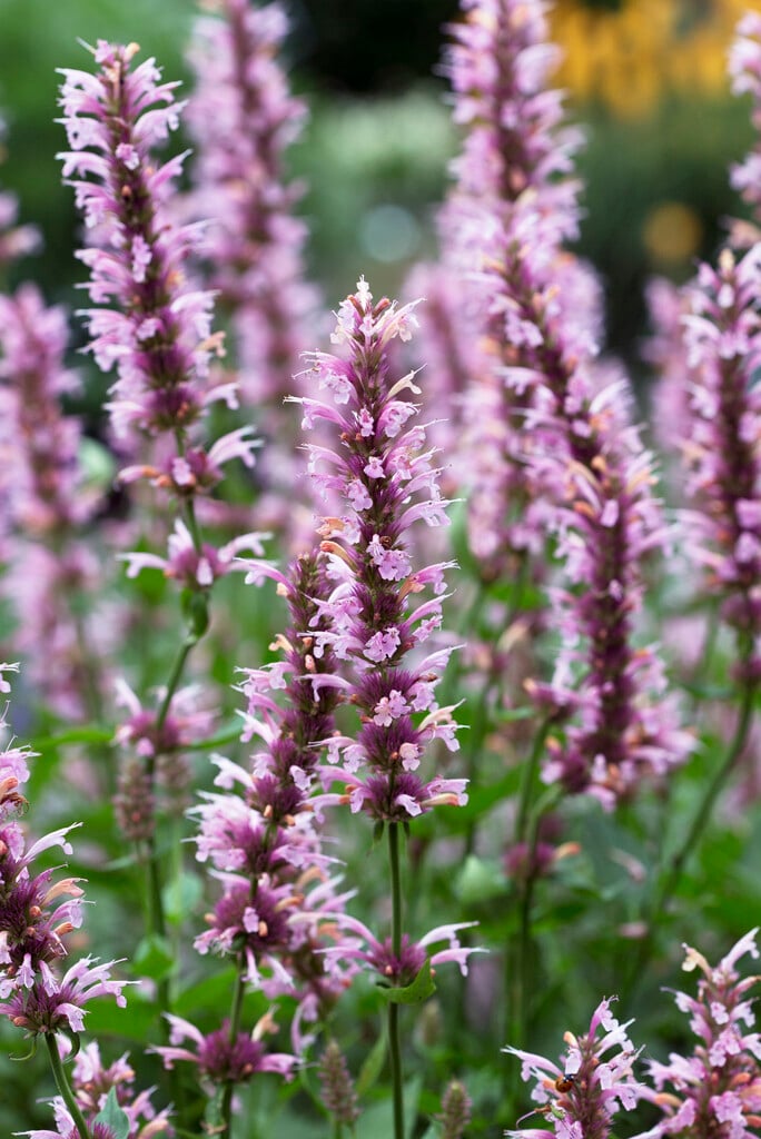 giant hyssop 'Cotton Candy'