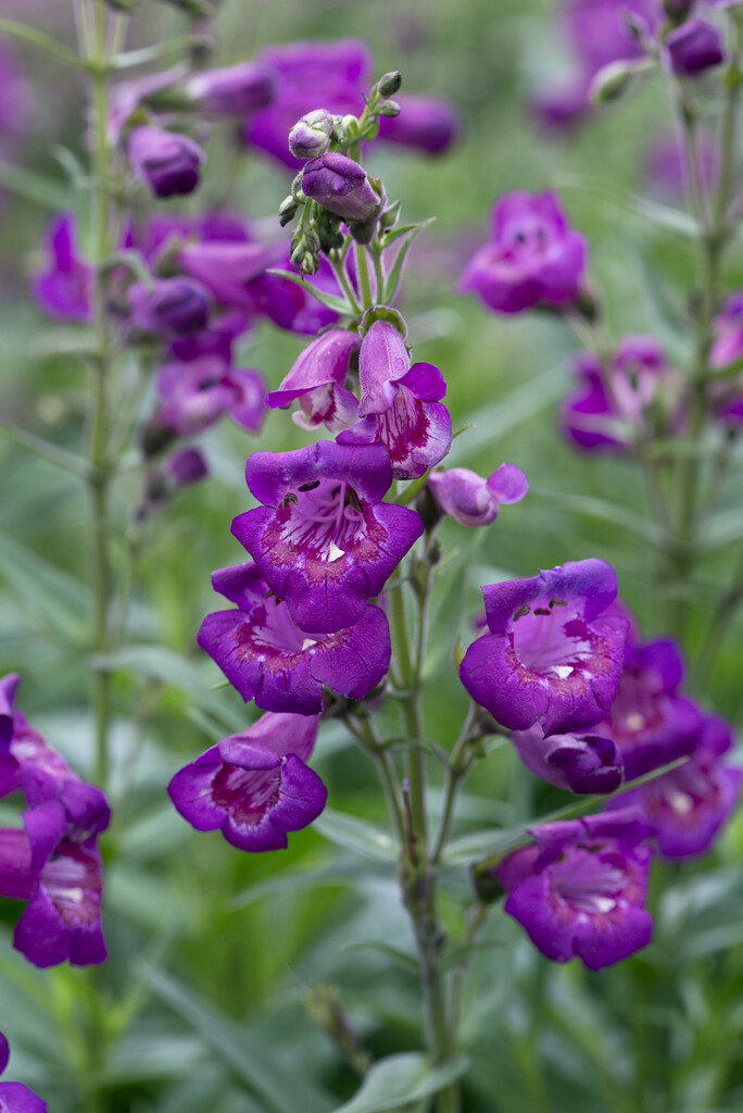 <i>Penstemon</i> 'Cha Cha Purple'