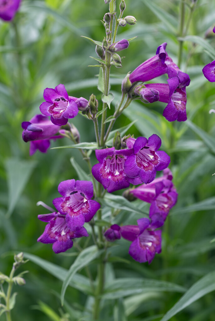 <i>Penstemon</i> 'Cha Cha Purple'