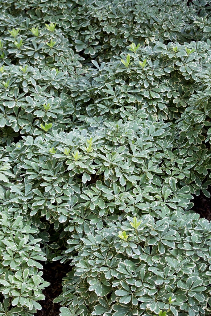 <i>Pittosporum</i> <i>tobira</i> 'Mojo' (v)