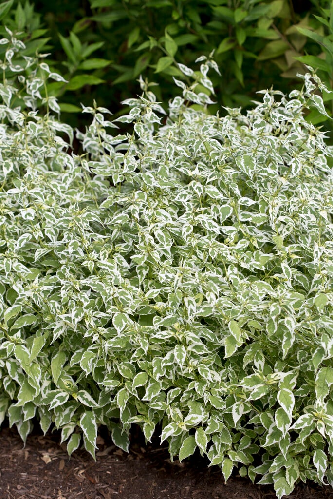 <i>Tripora</i> <i>divaricata</i> 'Snow Fairy'