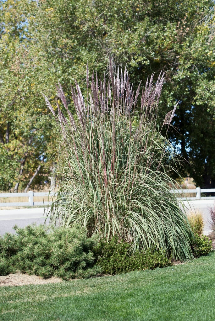 giant woolly-beard grass