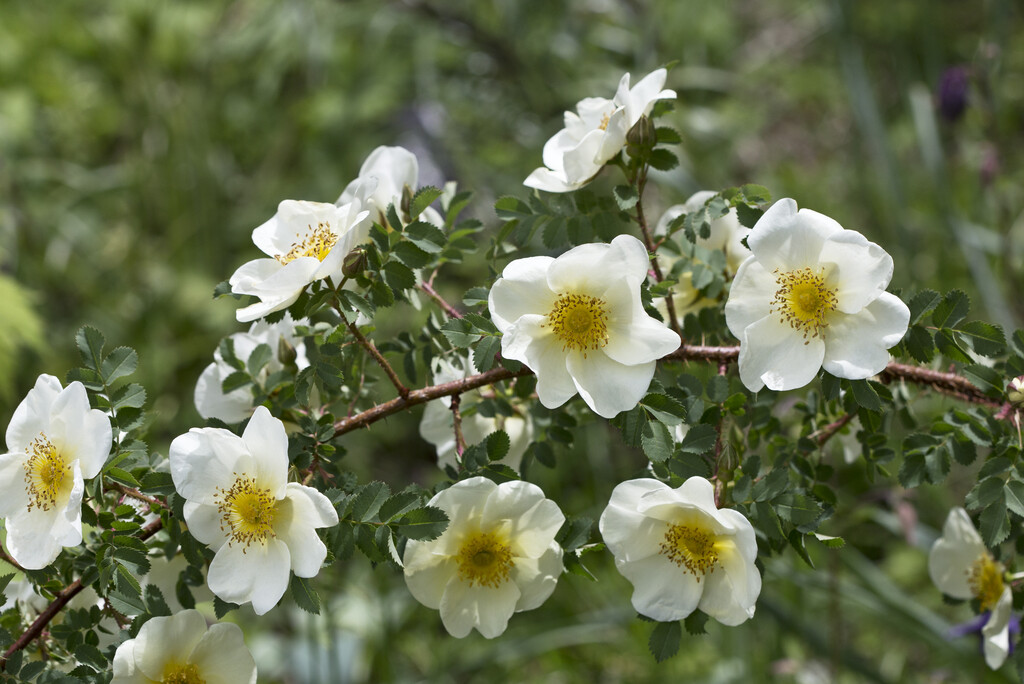 Scotch rose