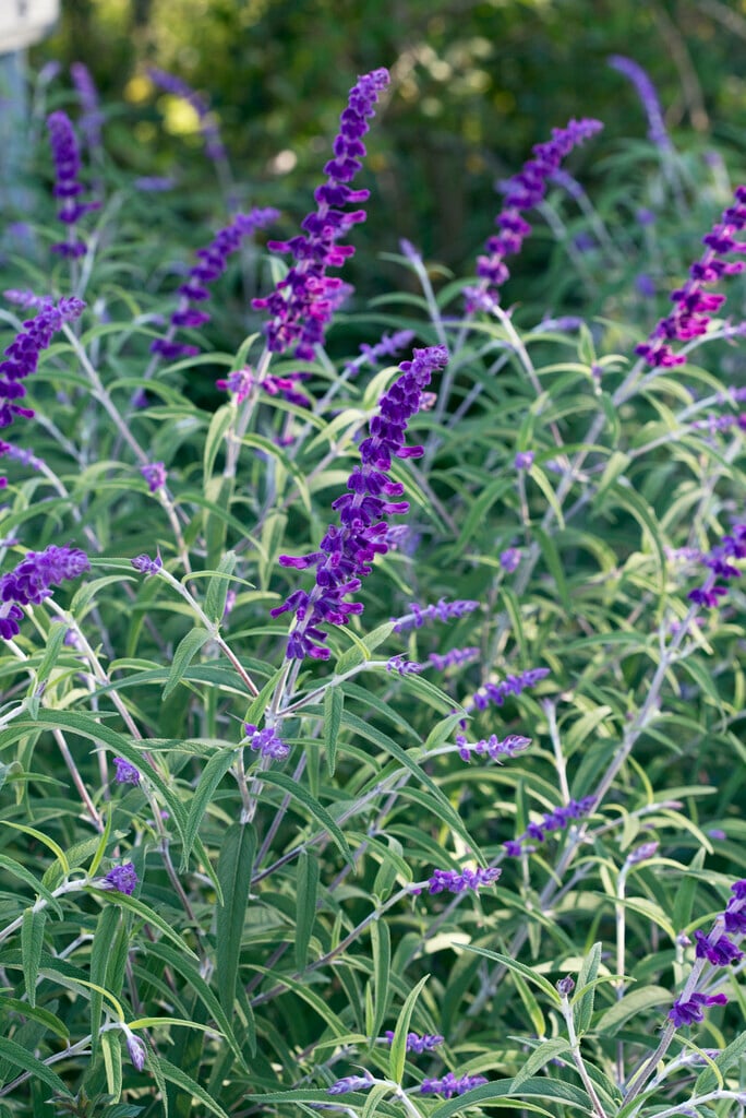 <i>Salvia</i> <i>leucantha</i> 'Santa Barbara'