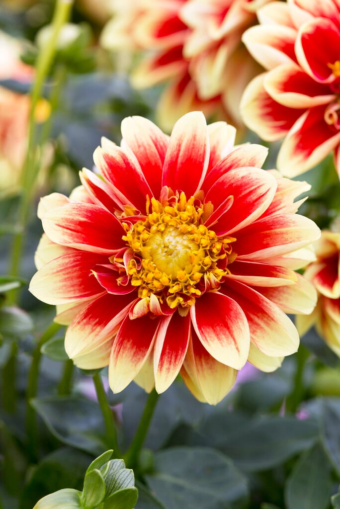 dahlia [Dalaya Meena Shiva]