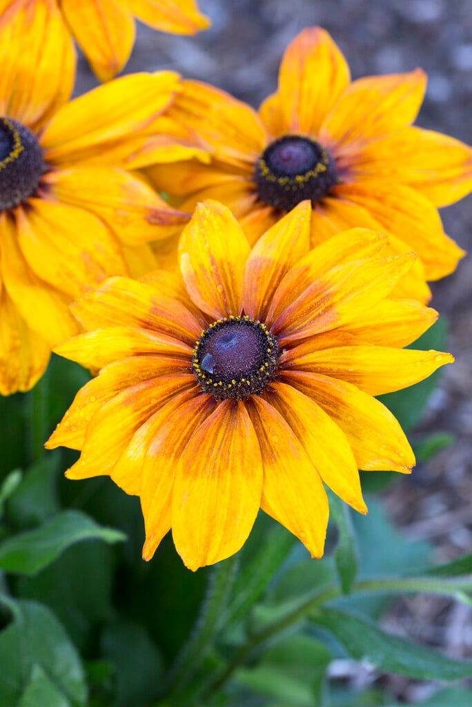 coneflower [Summerina Yellow]