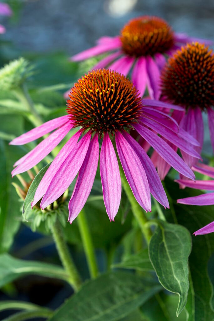purple coneflower 'Feeling Pink'