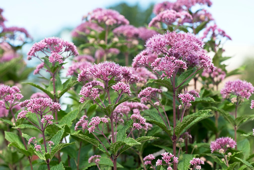 <em>Eutrochium</em> <em>dubium</em> 'Little Joe'