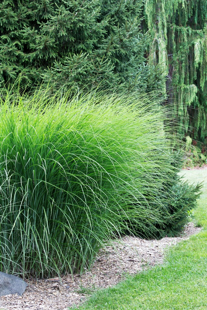 eulalia 'Gracillimus'