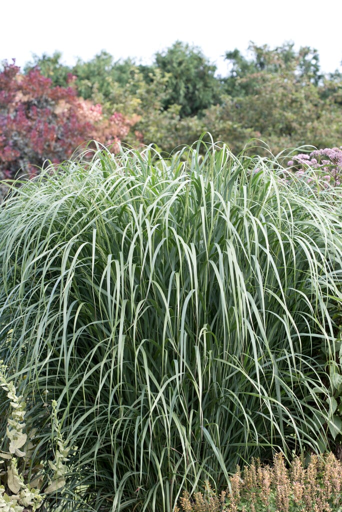 switch grass 'Thundercloud'