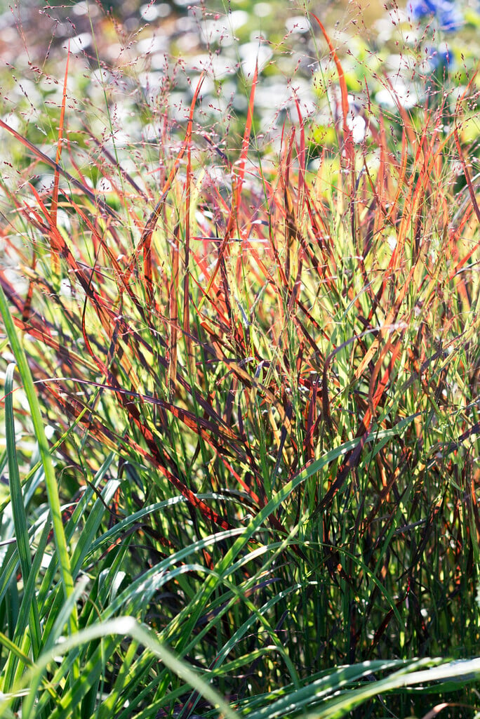 switch grass 'Cheyenne Sky'
