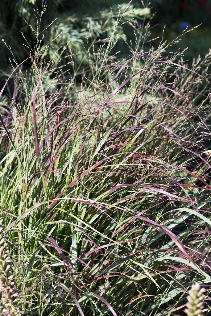<i>Panicum</i> <i>virgatum</i> 'Prairie Fire'