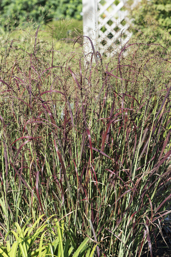 <i>Panicum</i> <i>virgatum</i> 'Prairie Fire'