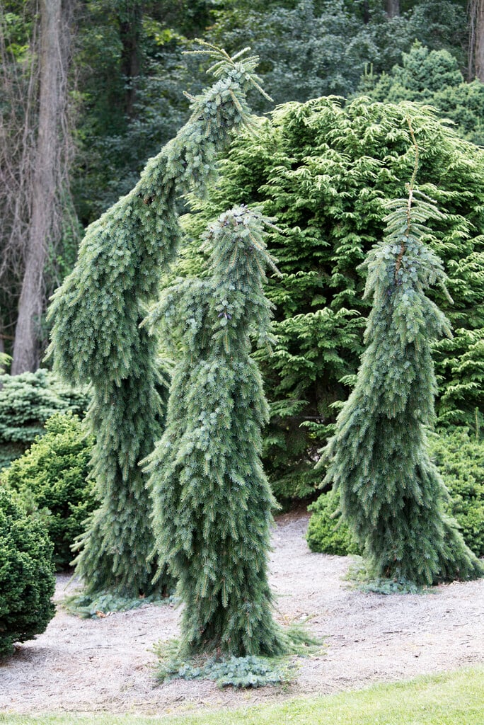 Serbian spruce 'Bruns'