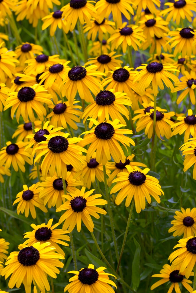black-eyed Susan [Viette’s Little Suzy]
