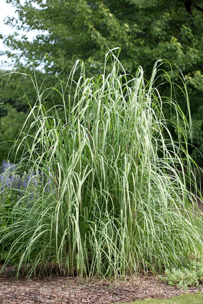 giant woolly-beard grass