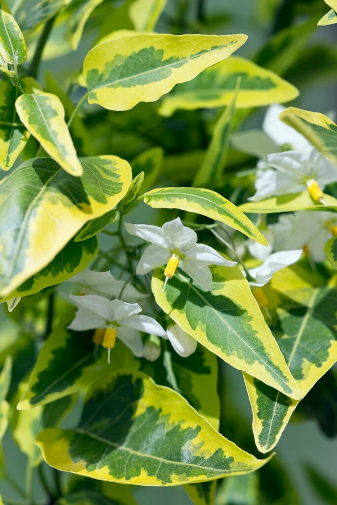 <i>Solanum</i> <i>laxum</i> 'Aureovariegatum' (v)