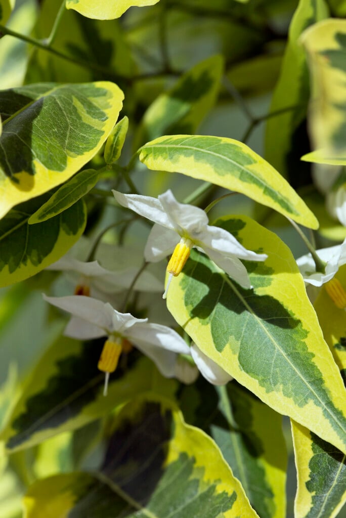 <i>Solanum</i> <i>laxum</i> 'Aureovariegatum' (v)