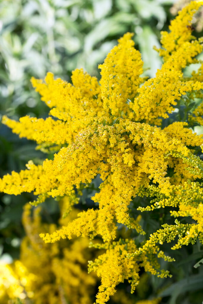 goldenrod 'Goldkind'
