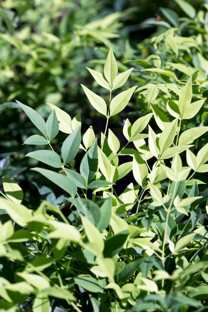 heavenly bamboo [Magical Lemon and Lime]