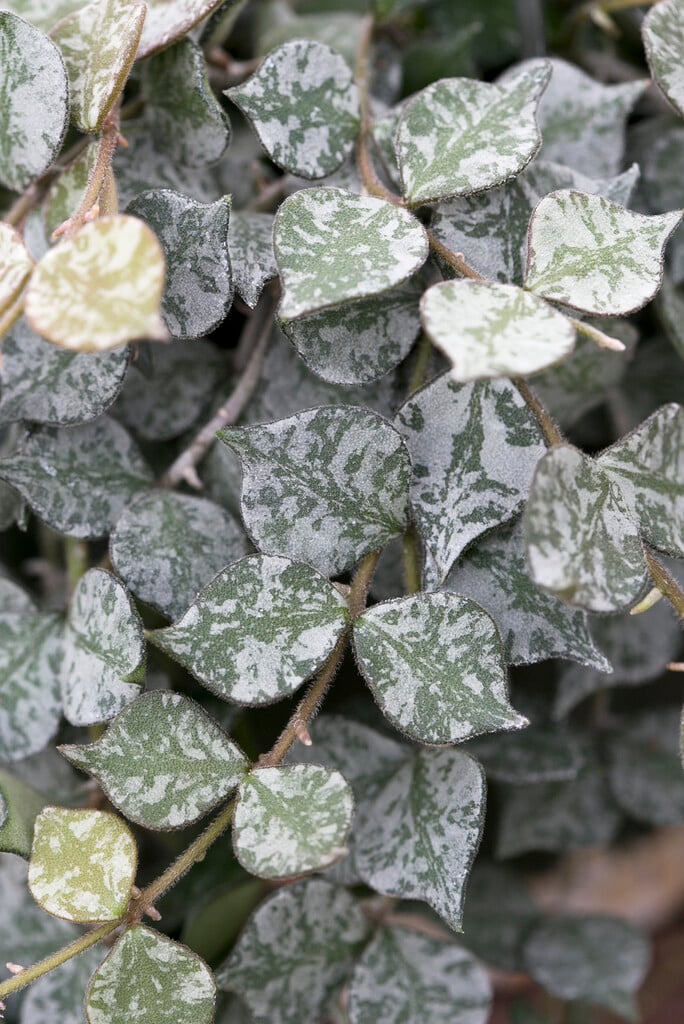 <i>Hoya</i> <i>curtisii</i>
