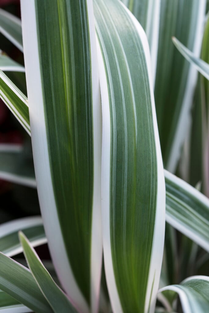 Tasman flax-lily 'Variegata'