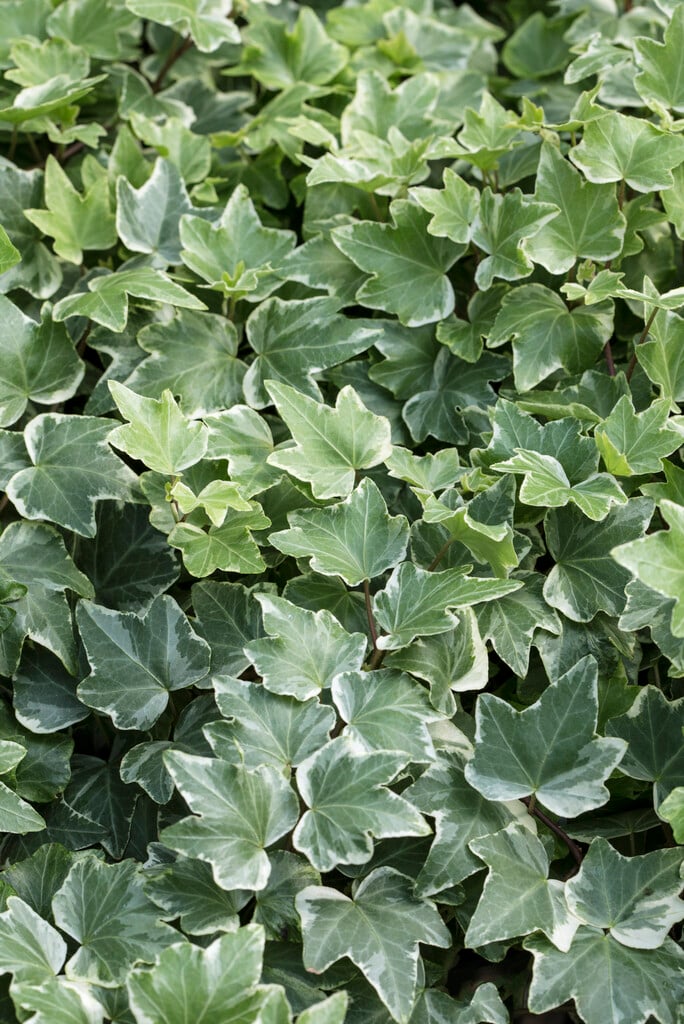 ivy 'Variegata'