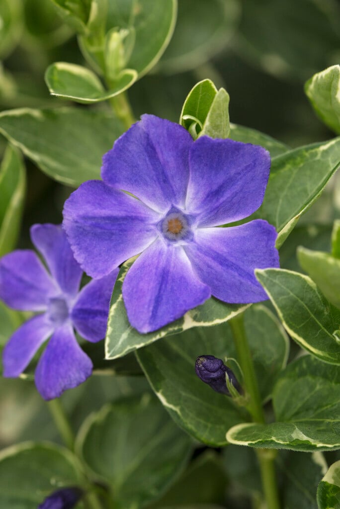 variegated greater periwinkle