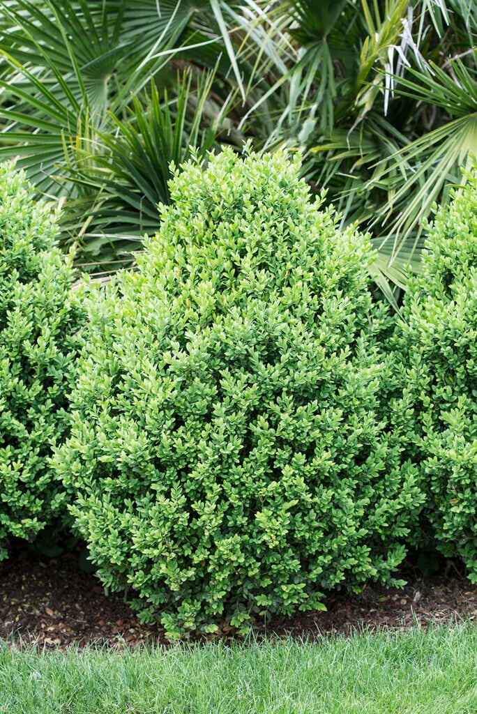 <i>Buxus</i> 'Green Gem'