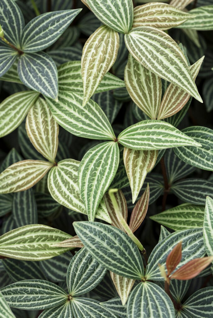 <i>Peperomia</i> <i>puteolata</i>