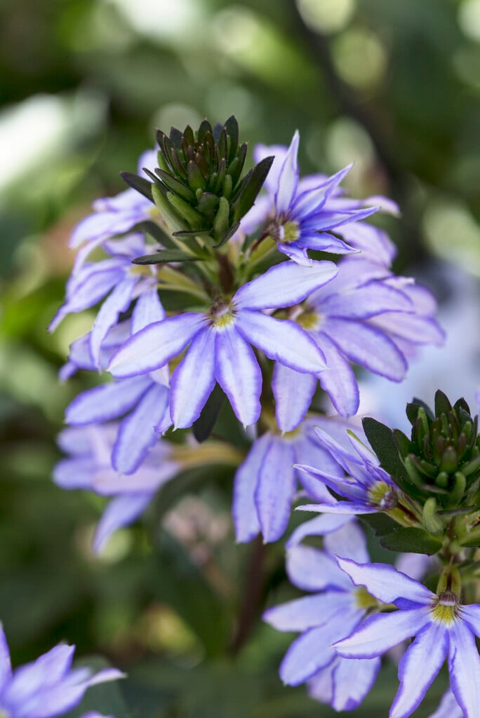 <i>Scaevola</i> <i>aemula</i>