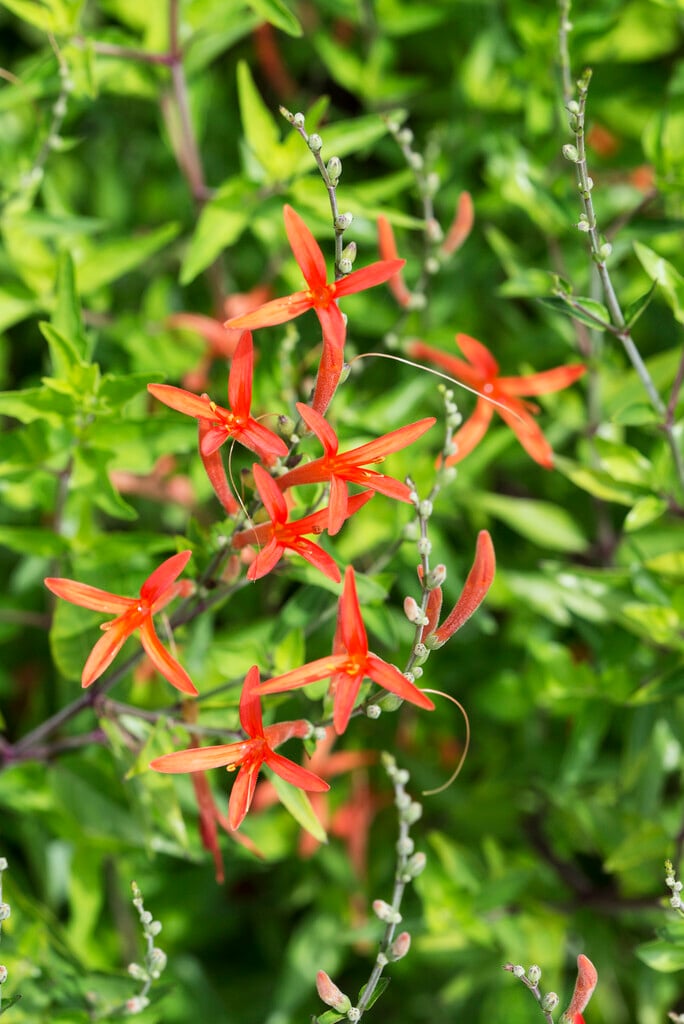 <i>Anisacanthus</i> <i>quadrifidus</i> var. <i>wrightii</i>