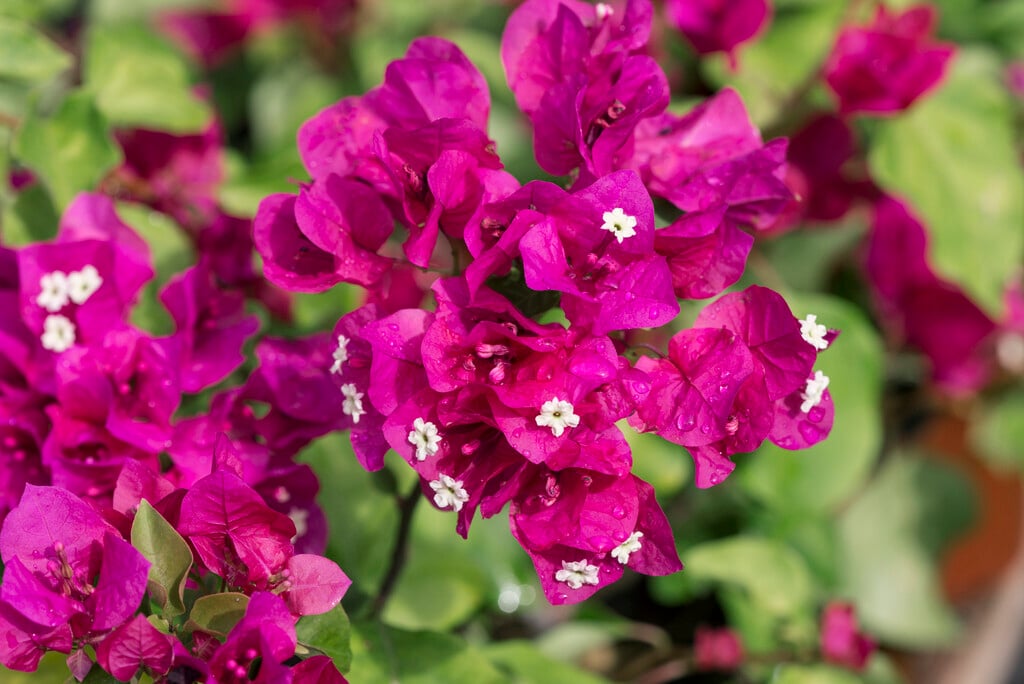 <i>Bougainvillea</i> 'Vera Lynn'