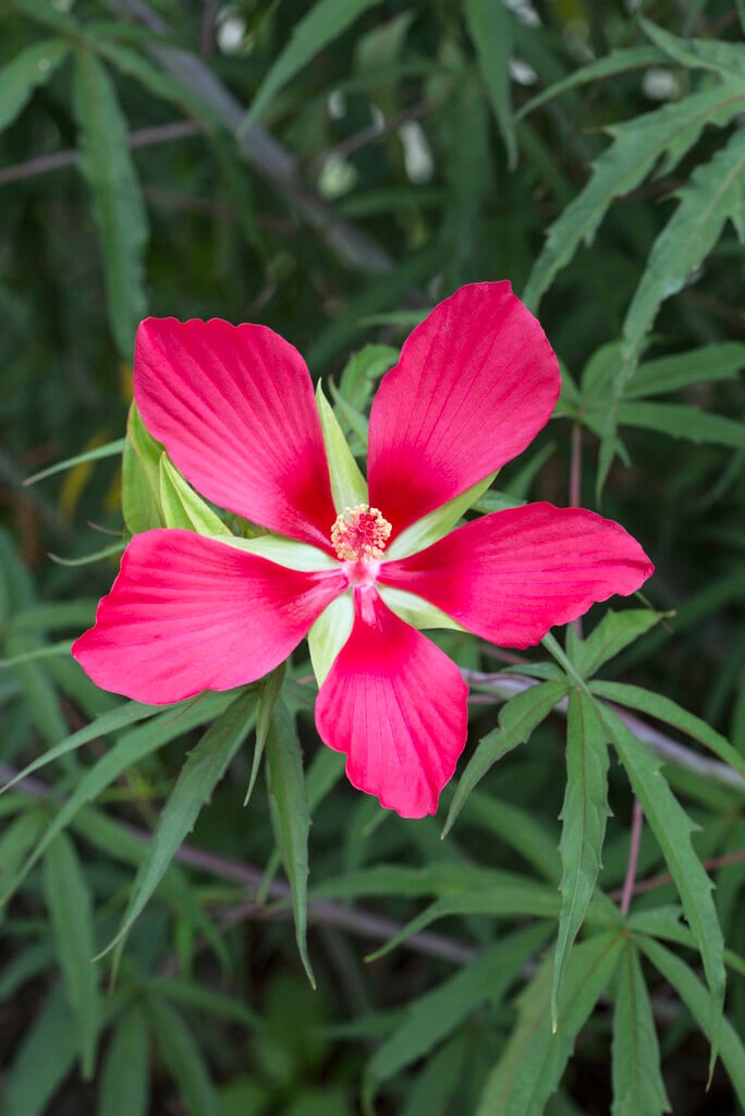 American scarlet rose mallow