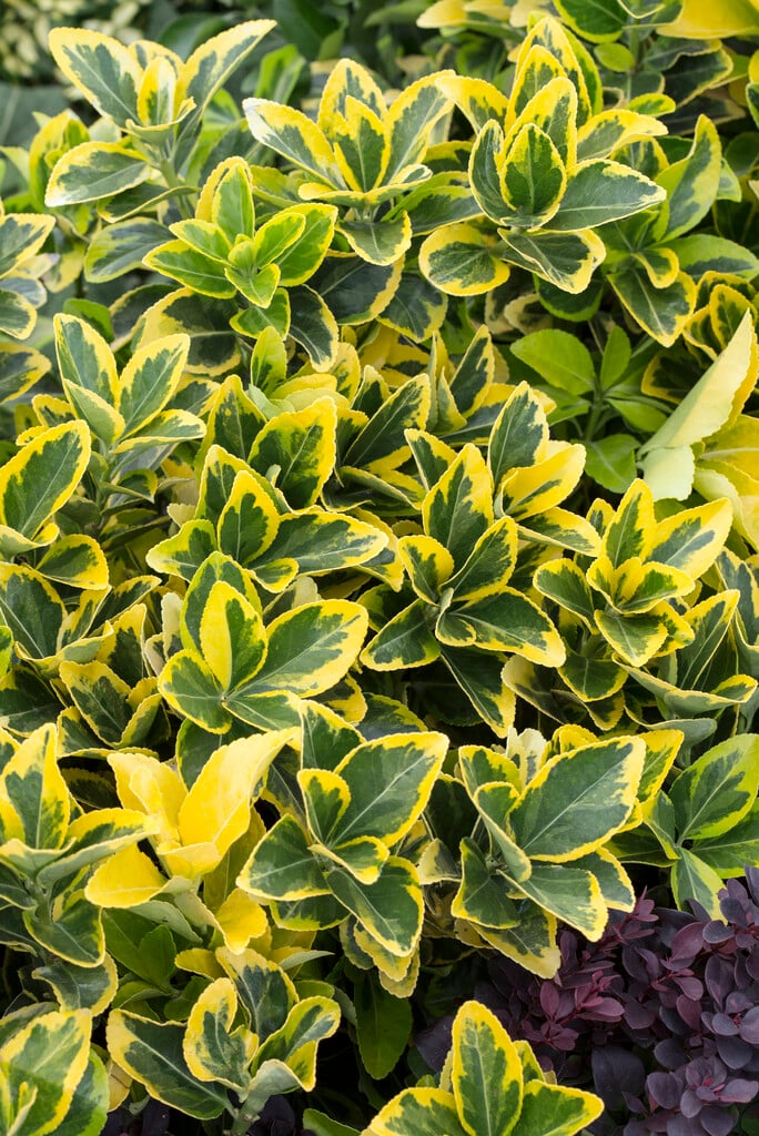 Japanese spindle 'Aureomarginatus'