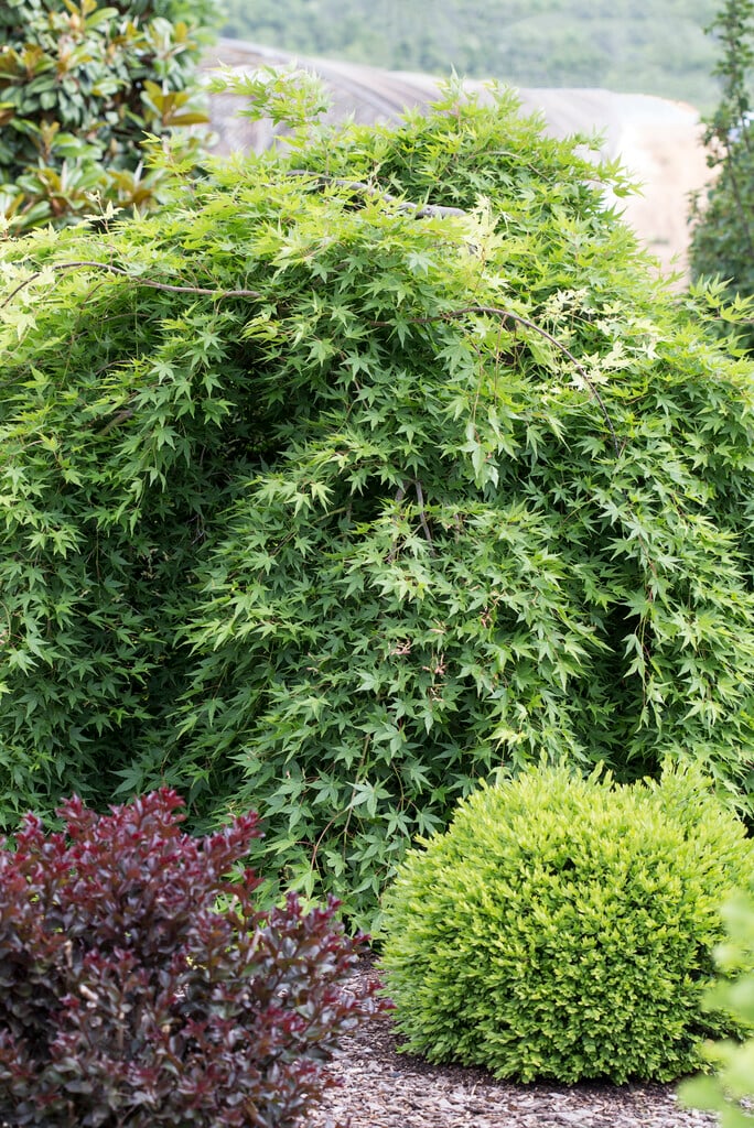 Japanese maple 'Ryusen'