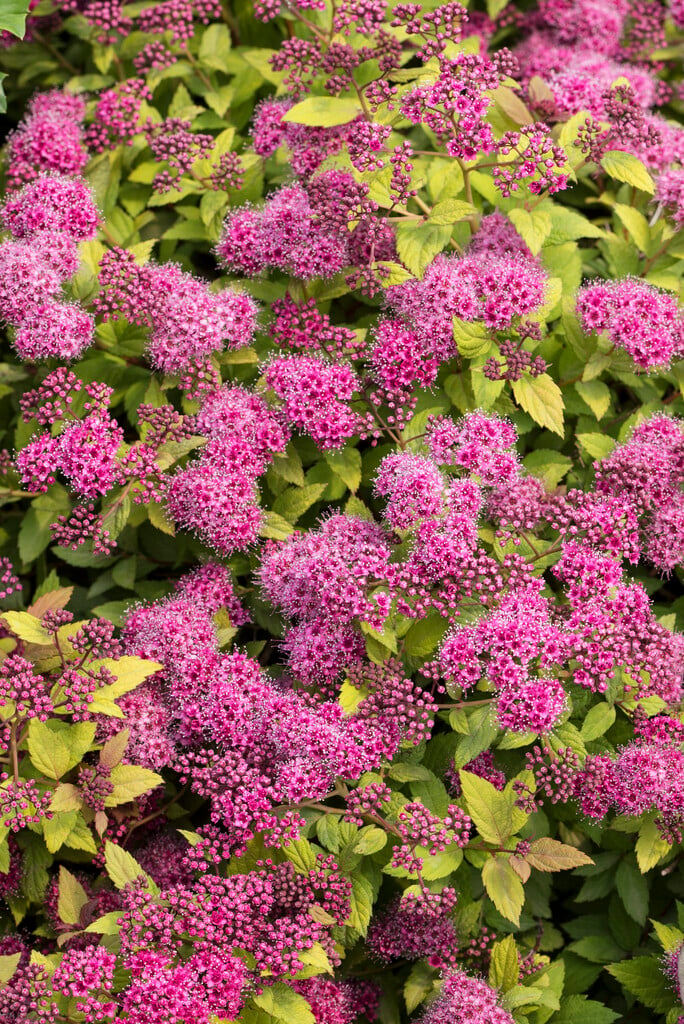 Japanese spiraea Magic Carpet