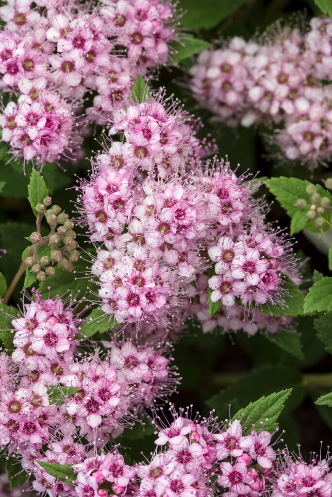 Japanese spiraea 'Little Princess'