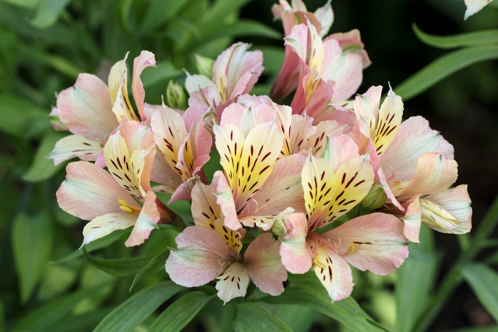 Peruvian lily [Inca Ice]
