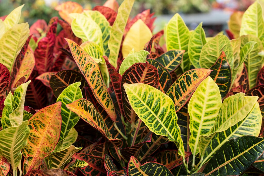 croton